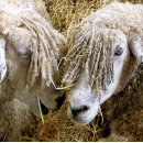 Search for funny sheep pillows Animals