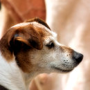 Recherche de jack russell posters Terriers
