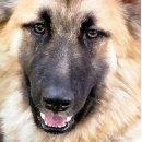 Recherche de allemand plaques Dog
