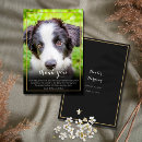 Recherche de lit mort cartes postales Chat