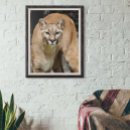 Search for catamount posters Cougar