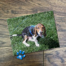 Search for confines Dog