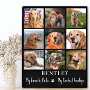 Search for hello pet supplies Remembrance