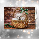 Search for bichon christmas cards Animal