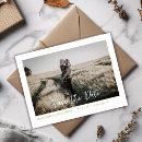 Recherche de olives cartes postales Olivier