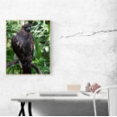Recherche de queue photographie Oiseau de proie