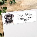 Recherche de labrador retriever Black lab