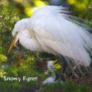 Recherche de paysage neigeux Faune
