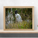 Search for wetland posters Florida