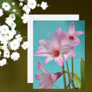 Search for easter lily postcards Pink
