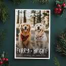 Search for furry christmas cards Cat photo