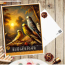 Search for budgerigar postcards Animal