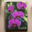Search for orchids photography Elegant