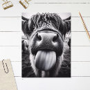 Recherche de langue de vache cartes postales Ferme