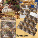 Recherche de moineau papier cadeau Hiver