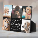 Search for missing pet supplies Remembrance