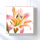 Search for lily painting posters Watercolor