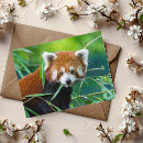 Recherche de panda rouge cartes postales Nature
