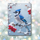 Search for blue jay card christmas cards Snow