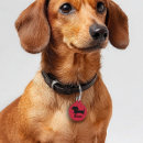 Search for dachshund dog tags Doxie