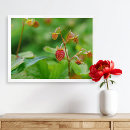 Search for wild strawberry posters Botanical
