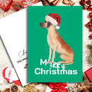 Search for great dane christmas cards Pets