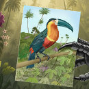 Search for toucans postcards Wildlife