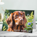 Search for irish birthday cards Red setter