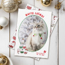 Search for kitty christmas cards Animal lover