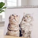 Search for cute kitten calendars Kitty