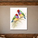 Search for finches posters Gouldian