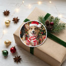 Recherche de corgi Pembroke welsh corgi