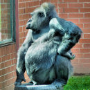 Recherche de gorille drôle vœux cartes Gorilles