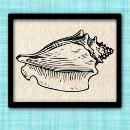 Search for florida seashells posters Nautical
