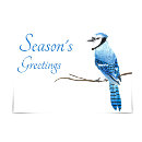 Search for blue jay cards Season's greetings