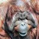Search for orangutan ornaments Cute