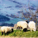 Recherche de sheep tasses Animal