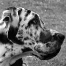 Search for great dane mugs Animals
