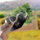 Recherche de buffle africain cartes postales Animal