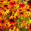 Search for black eyed susans postcards Pretty