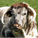 Recherche de élevage montres Vaches