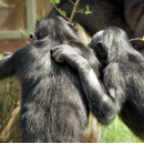 Search for ape tiles Primates