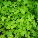 Search for four leaf clover wrapping paper St patrick's day