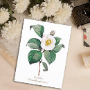 Recherche de camélia blanc cartes postales Nature