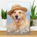 Search for cute animals cards Pet
