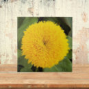 Recherche de ours carreaux Fleurs