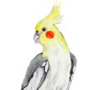 Recherche de parrot coussins Aquarelle