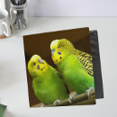 Search for parakeets binders Budgie