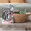 Recherche de pingouin humoristique cartes postales Animaux
