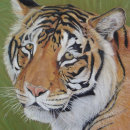 Recherche de tiger puzzles Wild animals
